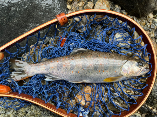 アマゴの釣果