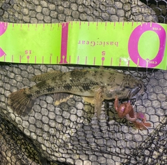 ウロハゼの釣果