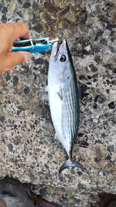 ハガツオの釣果