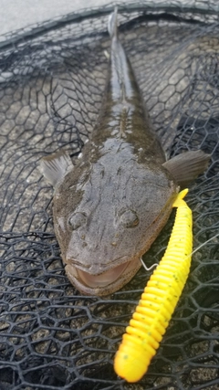 マゴチの釣果