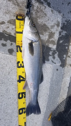 シーバスの釣果