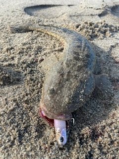 マゴチの釣果