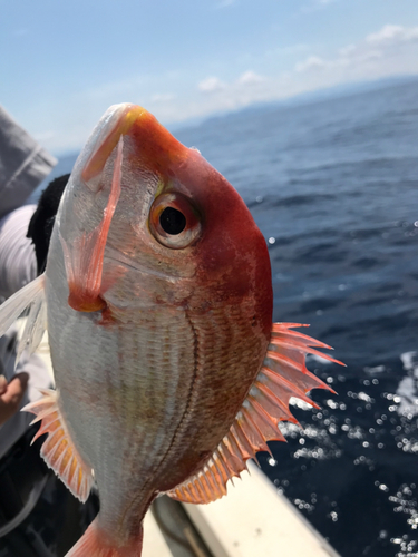 レンコダイの釣果