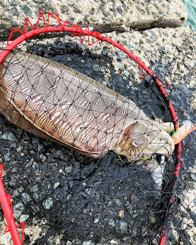 モンゴウイカの釣果