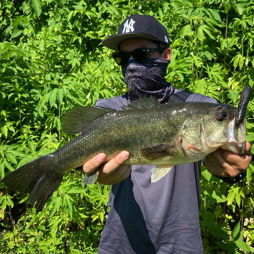 ラージマウスバスの釣果