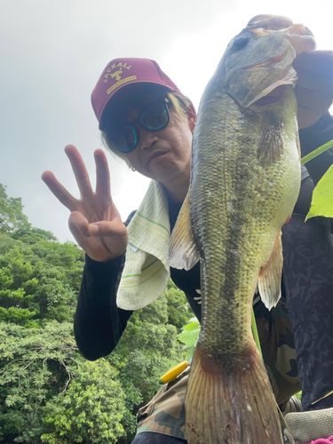 ブラックバスの釣果