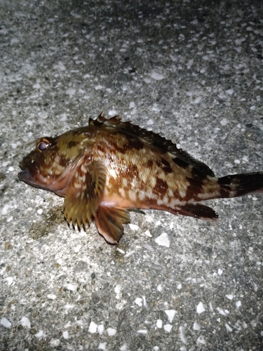 カサゴの釣果