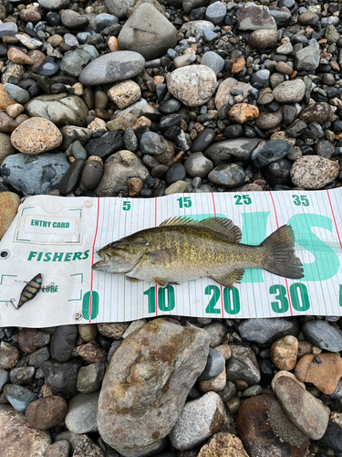 スモールマウスバスの釣果