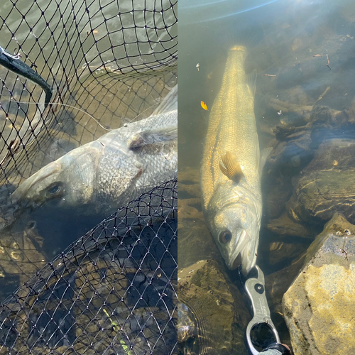 シーバスの釣果