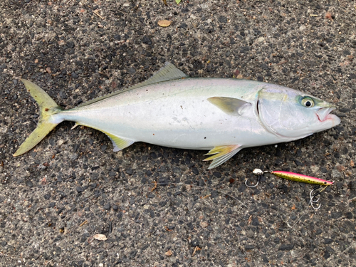 ハマチの釣果