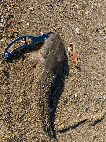 マゴチの釣果