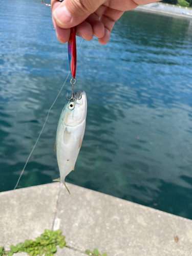 ワカシの釣果