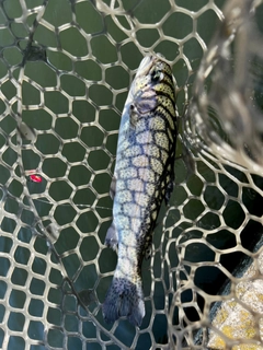 ニジマスの釣果