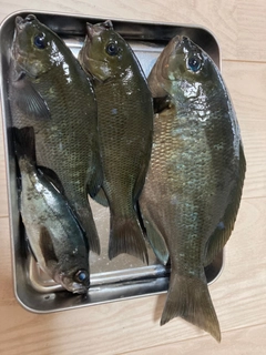 グレの釣果
