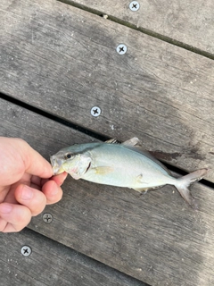 ショゴの釣果