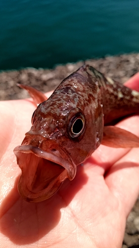 エゾメバルの釣果