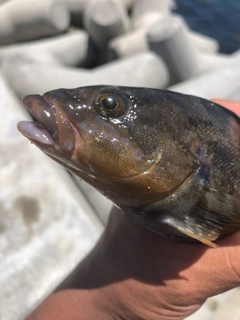 アイナメの釣果