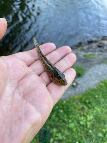 ハゼの釣果