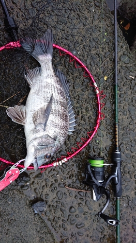 クロダイの釣果