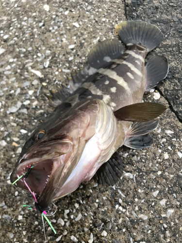 クエの釣果