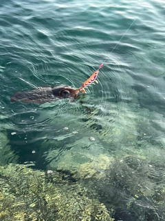 モンゴウイカの釣果