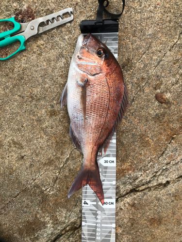 タイの釣果