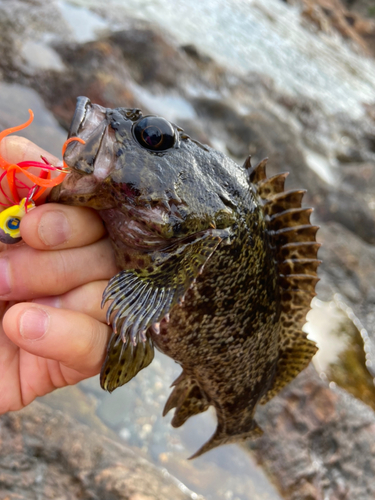 ガシラの釣果