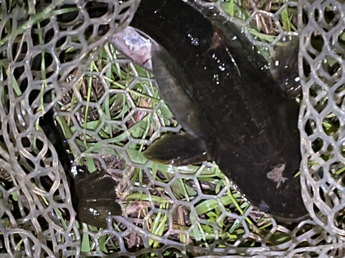 ナマズの釣果