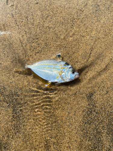 ヒイラギの釣果