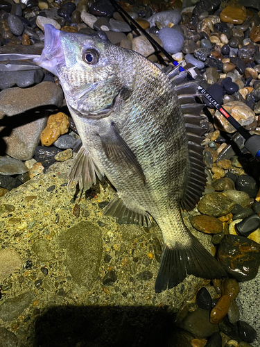 チヌの釣果