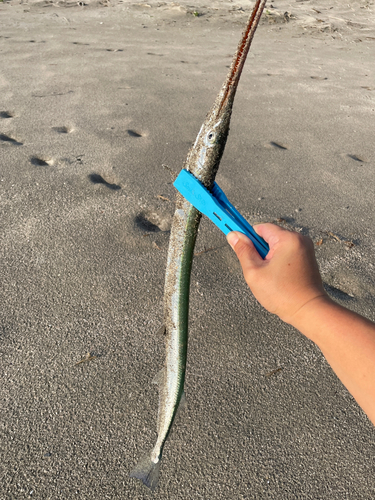 ダツの釣果