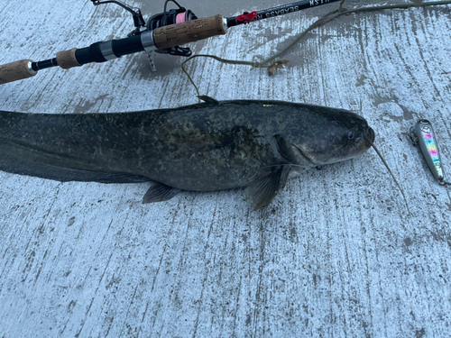 ナマズの釣果