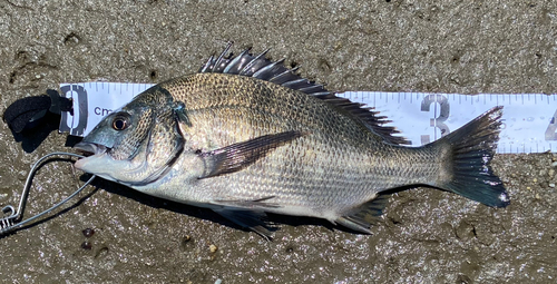 チヌの釣果