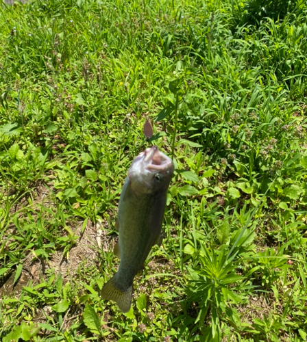 ニジマスの釣果