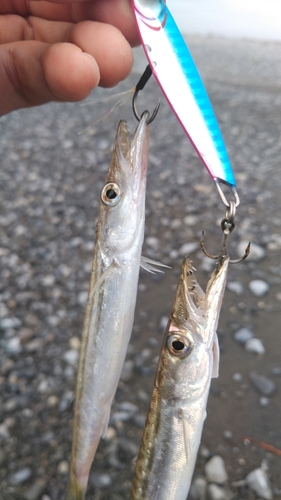 カマスの釣果