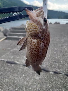 オオモンハタの釣果