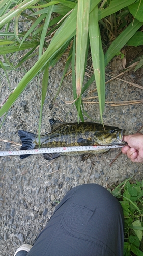 スモールマウスバスの釣果