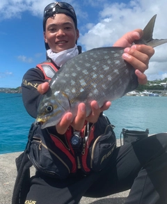 イスズミの釣果