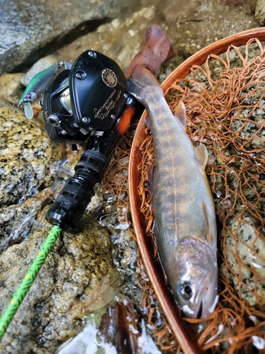 ヤマトイワナの釣果