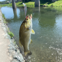 スモールマウスバス