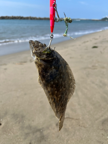 ソゲの釣果