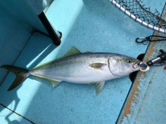 ハマチの釣果