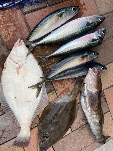 アイナメの釣果