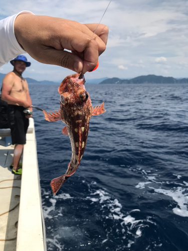 ガシラの釣果