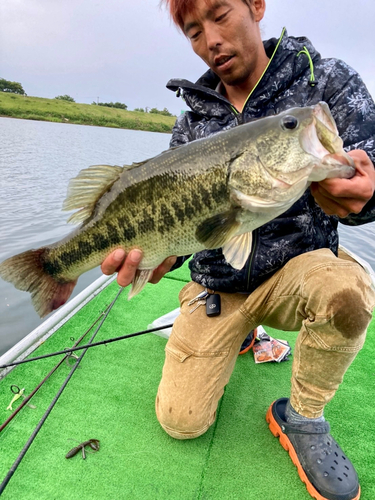 ラージマウスバスの釣果