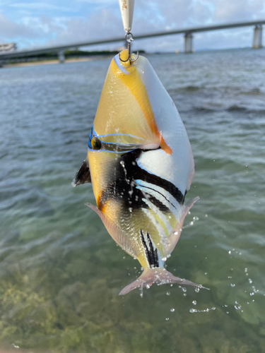 ムラサメモンガラの釣果