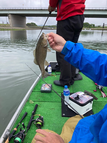 スモールマウスバスの釣果