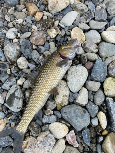 アユの釣果