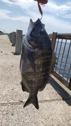 チヌの釣果