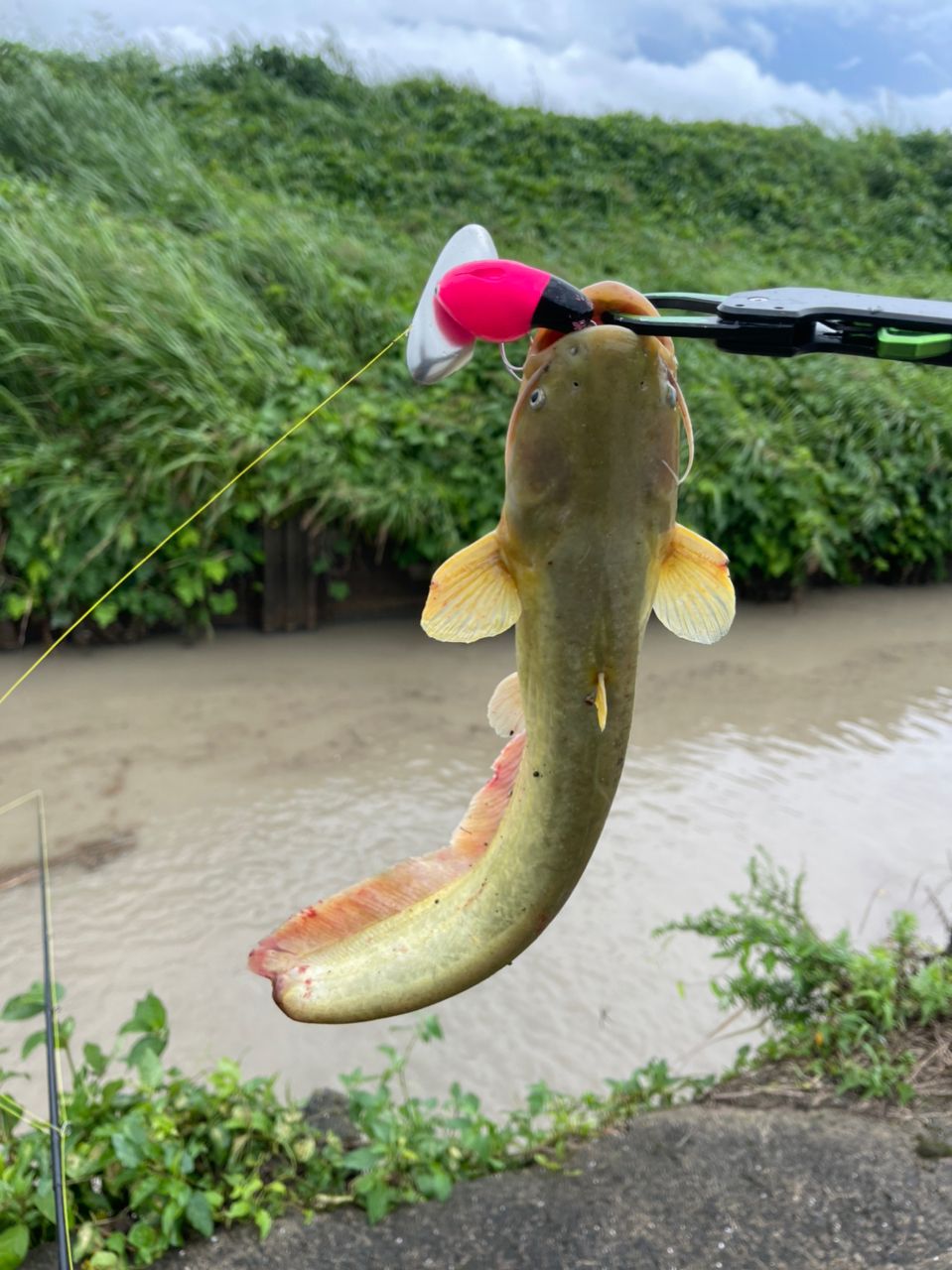 ナマズ